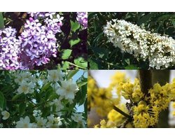 Plants Online - Haagplanten - Hoge bloeiende haag 2 - Pot 30-60 cm - set van 1 - Bladverliezend - Bloeiende plant - Groeit breed uit - Informele haag
