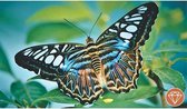 Tropische vlinder - Diamond painting - Special edition