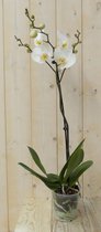 Vlinderorchidee Luxe Tak wit 80 cm