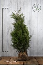 10 stuks | Reuzenlevensboom 'Martin' Kluit 100-125 cm Extra kwaliteit - Compacte groei - Weinig onderhoud - Zeer winterhard