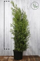 10 stuks | Reuzenlevensboom 'Excelsa' Pot 150-175 cm Extra kwaliteit - Compacte groei - Geurend - Snelle groeier - Weinig onderhoud - Zeer winterhard