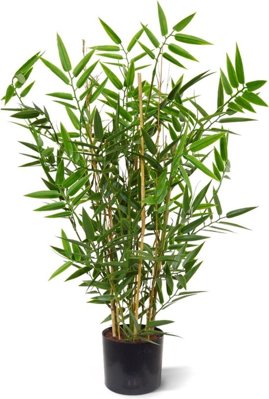 Japanse Bamboe kunstplant 60cm - UV bestendig | bol.com