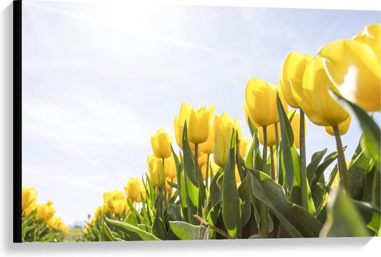 Canvas - Veld met Gele Tulpen - Foto op Canvas Schilderij (Wanddecoratie op Canvas)