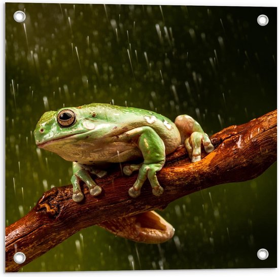 Tuinposter – Kikker op Tak in de Regen - 50x50cm Foto op Tuinposter  (wanddecoratie voor buiten en binnen)