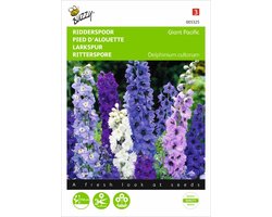 Delphinium cultorum Pacific Giant
