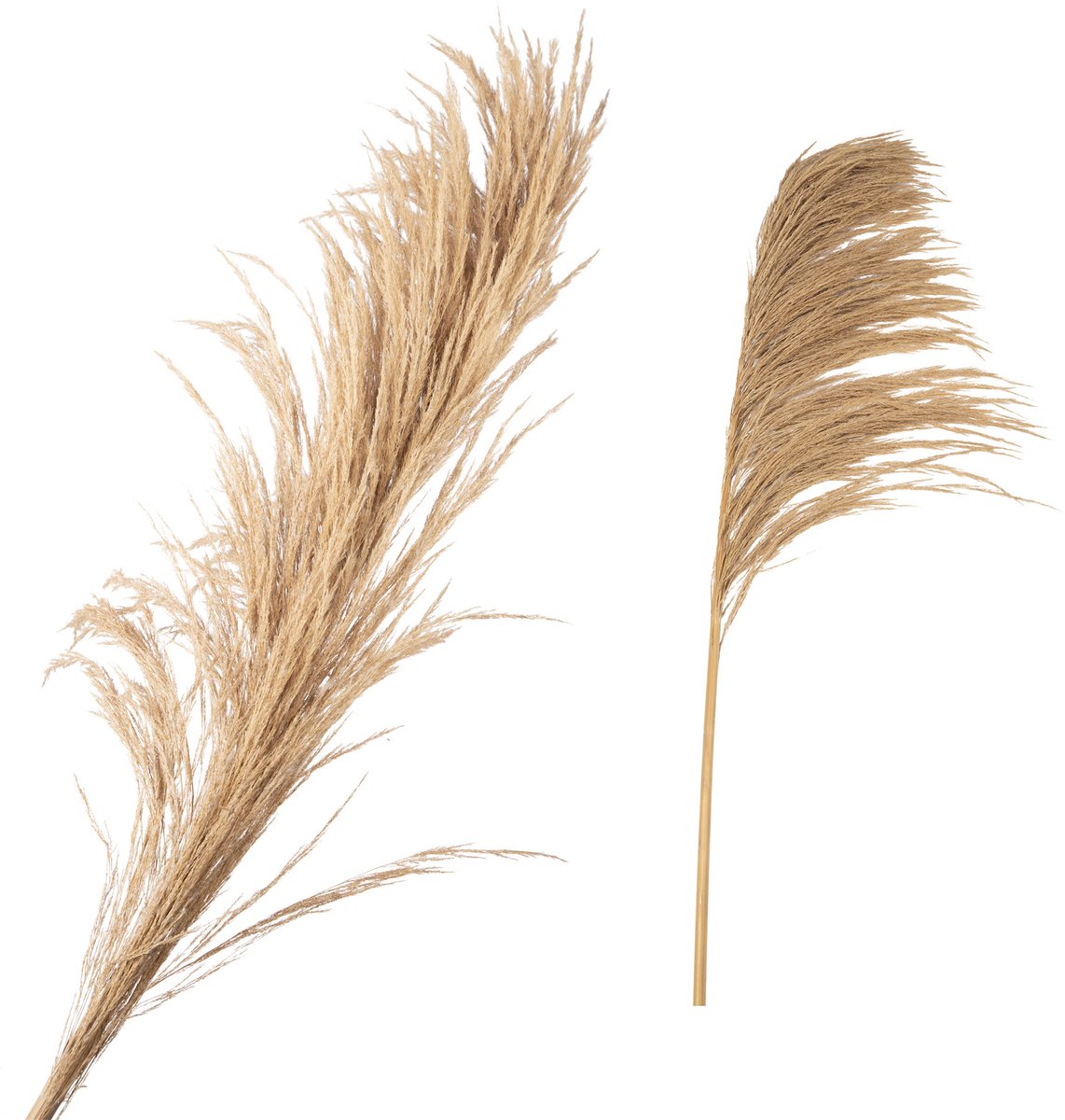 Fluffy grass dried 140cm ( 1 stuk)