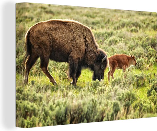 Canvas Schilderij Bizon met baby in Wyoming - 120x80 cm - Wanddecoratie