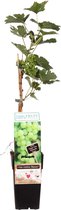 Klimplant Druivenplant - Maak je eigen wijn of eet ze lekker op - Druivenstruik met druif voor in de tuin - Ø 15 cm - Hoogte 55 cm