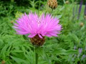 6x Korenbloem (Centaurea dealbata) - P9 pot (9x9)