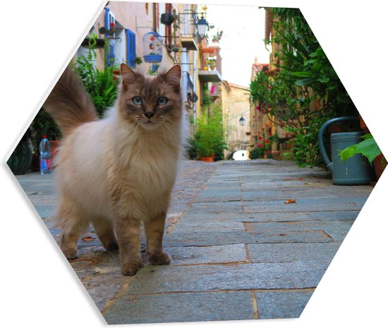 WallClassics - PVC Schuimplaat Hexagon  - Ragdoll Kat op Stad - 50x43.5 cm Foto op Hexagon (Met Ophangsysteem)