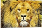 WallClassics - Verre acrylique - Lion brun jaune - Photo 60 x 40 cm sur verre acrylique (avec système de suspension)