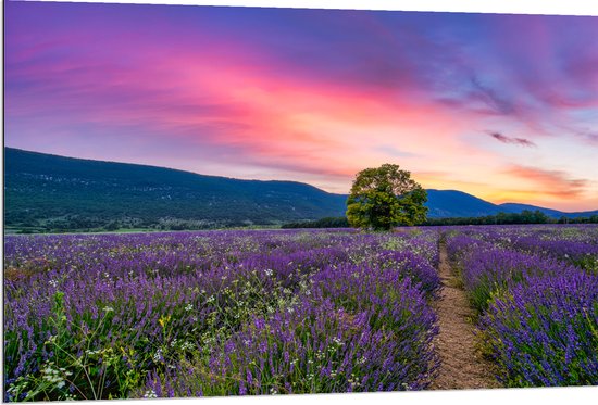 Dibond - Lavendel Veld met Zonsondergang en Mooie Lucht - 120x80 cm Foto op Aluminium (Wanddecoratie van metaal)