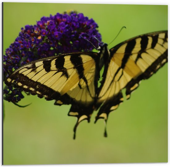 Dibond - Gele Vlinder op Paarse Narcis Bloem - 50x50 cm Foto op Aluminium (Met Ophangsysteem)