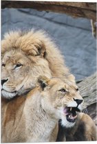 WallClassics - Drapeau - Couple de lions câlins - Photo 40x60 cm sur drapeau en polyester