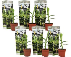 Plant in a Box - Musa Basjoo - Set van 6 - Winterharde bananenplanten - Tuinbanaan - Pot 9cm - Hoogte 25-40cm