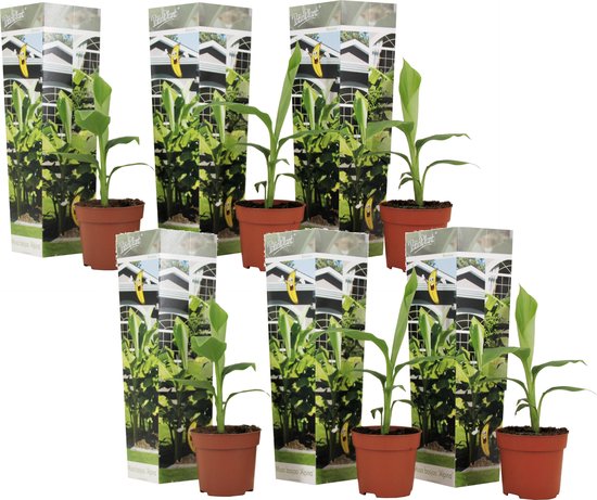 Plant in a Box - Musa Basjoo - Set van 6 - Winterharde bananenplant buiten