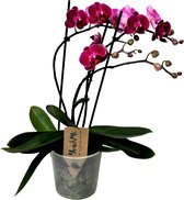 Bol.com Plant in a Box - Phalaenopsis Multiflora - Orchidee Paars - Bloeiende kamerplant - Katvriendelijk - Pot 12cm - Hoogte 35... aanbieding
