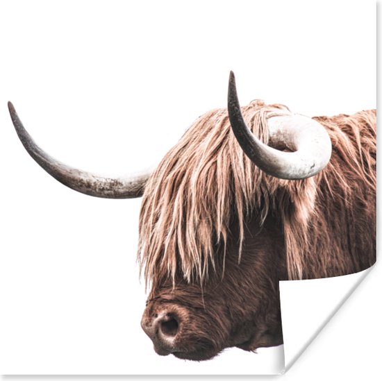 Affiche Highlander écossais - Cornes - 75x75 cm