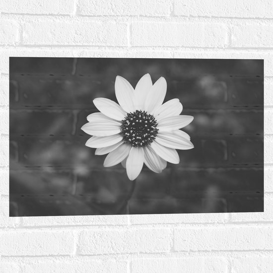 WallClassics - Muursticker - Bovenaanzicht van Lichte Bloem (zwart/ wit) - 60x40 cm Foto op Muursticker