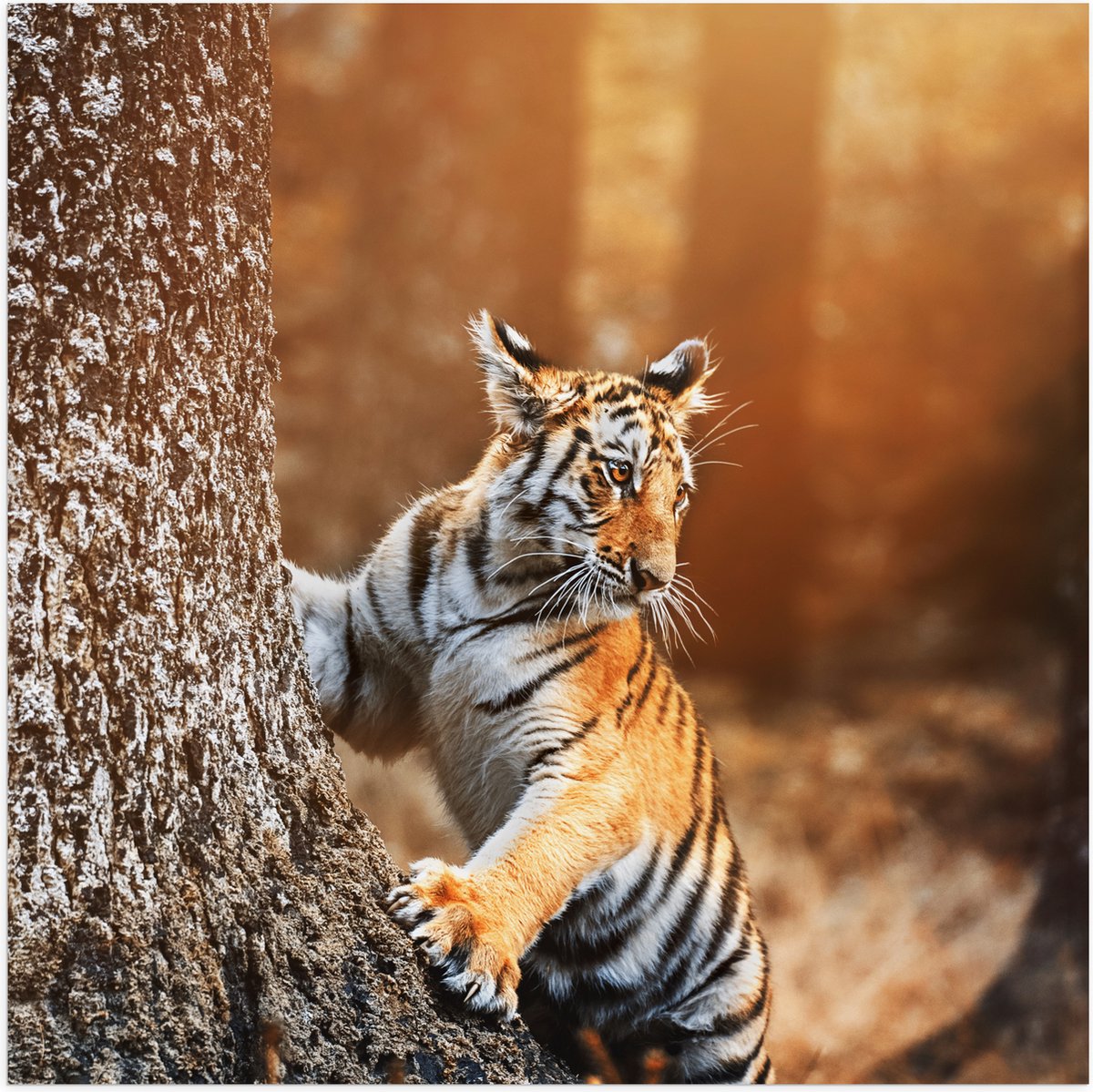 Poster (Mat) - Klimmende Tijger tegen Boomstam in Oranje Zonlicht - 50x50 cm Foto op Poste