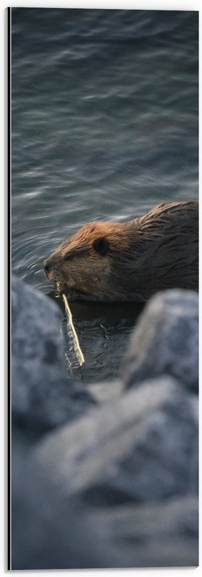 WallClassics - Dibond - Otter bij Stenen aan het Water - 20x60 cm Foto op Aluminium (Met Ophangsysteem)