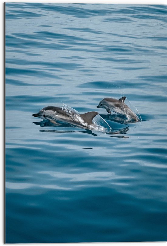 WallClassics - Dibond - Baby Dolfijn met Moeder zwemmend in de Zee - 50x75 cm Foto op Aluminium (Met Ophangsysteem)