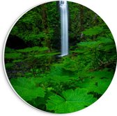 WallClassics - PVC Schuimplaat Muurcirkel - Hoge Kleine Waterval tussen Felgroene Bladeren - 20x20 cm Foto op Muurcirkel (met ophangsysteem)