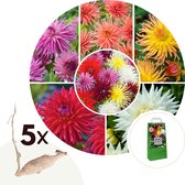 Plant in a Box - Dahlia Cactus - Dahlia bollen - 5 mix - Kleurrijke mix van verschillende opvallende dahlia bloemen - Zomerbloeier - Dahlia bollenmix