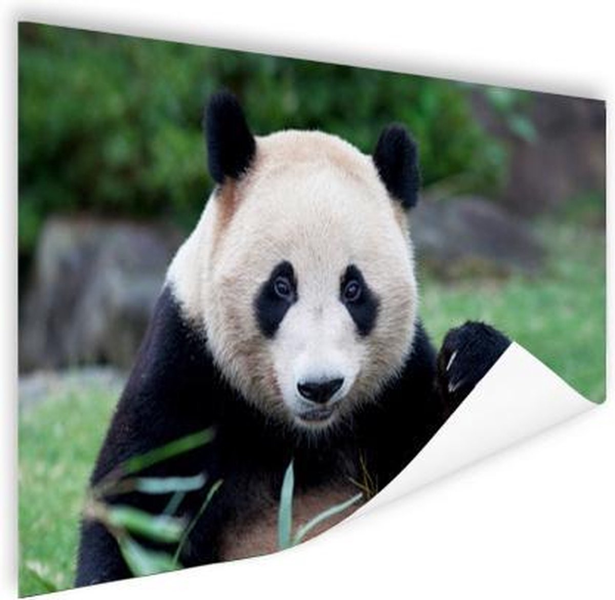 Poster Reuzenpanda - Gras - Stenen - 90x60 cm