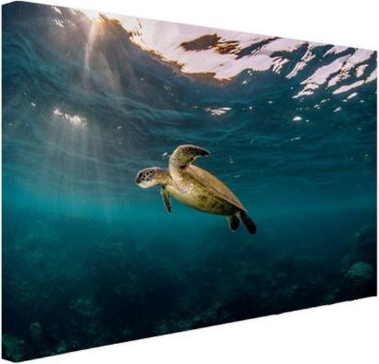 Tortue en eau claire sur toile 80x60 cm - Tirage photo sur toile (Décoration murale salon / chambre) / Peintures sur toile Animaux