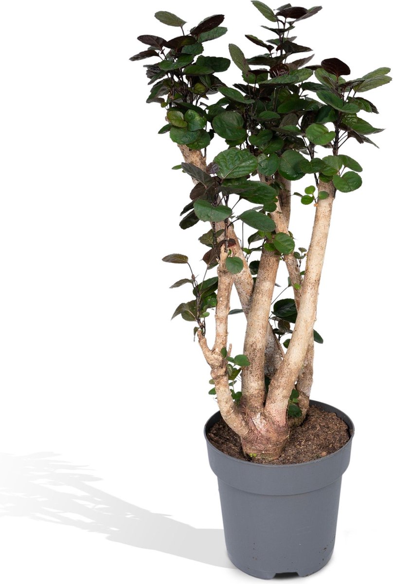 BOTANICLY Groene plant – Polyscias Fabian (Polyscias Fabian) – Hoogte: 90 cm – van