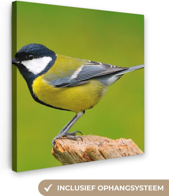 Canvas - Schilderij - Vogel - Koolmees - Groen - Dieren - Schilderijen woonkamer - Canvas doek - 50x50 cm - Muurdecoratie