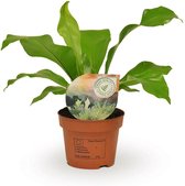 Varen – Nestvaren (Asplenium Nidus) – Hoogte: 35 cm – van Botanicly