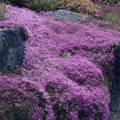 25 x Kruiptijm of Kruipend Tijm Roze|Paars - Bodembedekker Wintergroen - Thymus praecox 'Coccineus' in 9x9cm pot met hoogte 5-10cm