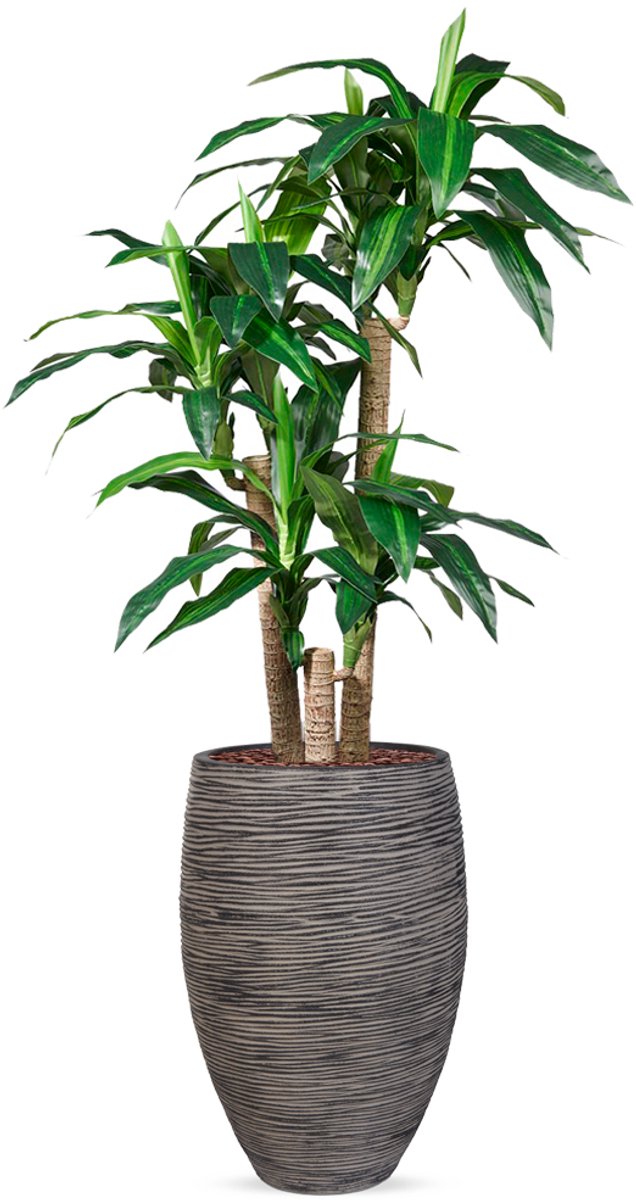 HTT Decorations Kunstplant Dracaena fragans in Vaas elegant Rib antraciet H155 cm