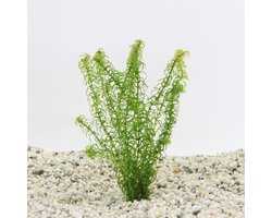 Moerings Elodea canadensis | Brede Waterpest | In Terracotta Ring Waterplant