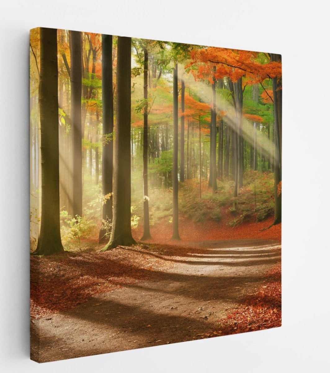 Saammp Canvas Schilderij - Pad door het bos - Herfst - Zon - Landschap - Natuur - 60x60 - Foto op canvas - Wanddecoratie - Muurdecoratie Woonkamer - Slaapkamer decoratie - Canvas Print