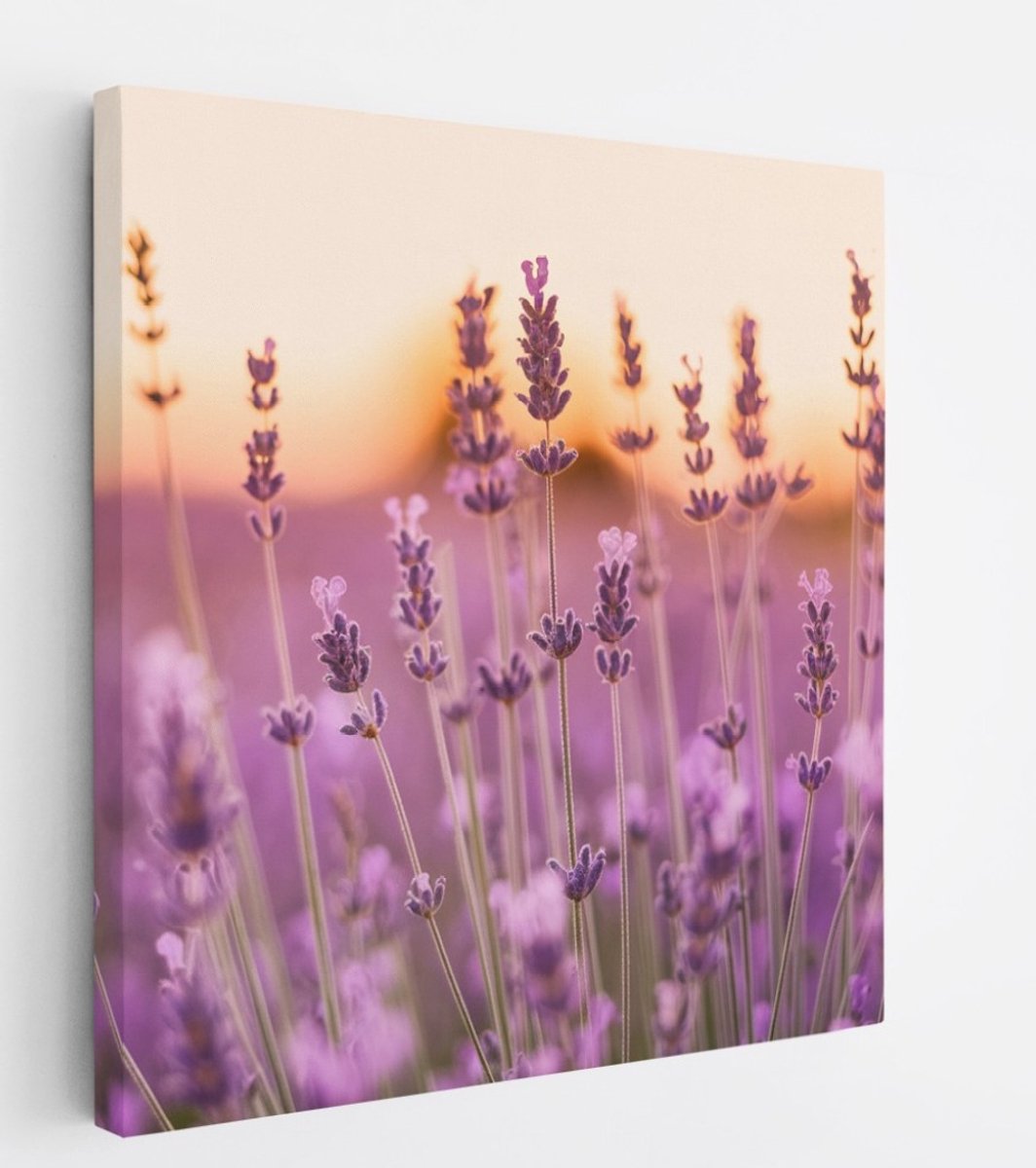 Saammp Canvas Schilderij - Lavendel Close-up - Zonsondergang - Landschap - Natuur - 20x20 - Foto op canvas - Wanddecoratie - Muurdecoratie Woonkamer - Slaapkamer decoratie - Canvas Print Multicolor