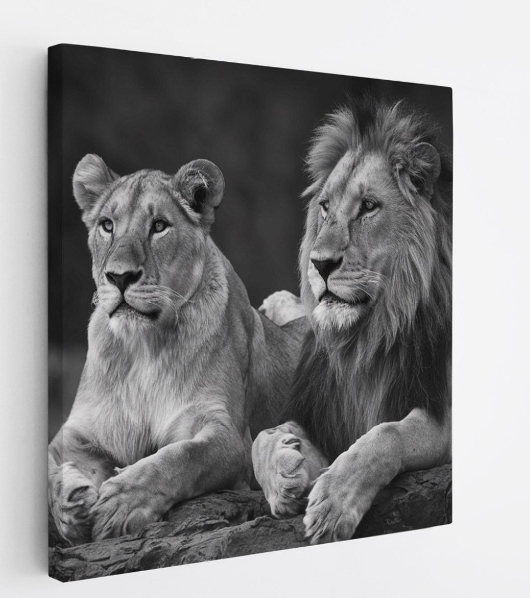 Saammp Canvas Schilderij - 2 Leeuwen op een steen - Dieren - Natuur - 30x30 - Foto op canvas - Wanddecoratie - Muurdecoratie Woonkamer - Slaapkamer decoratie - Canvas Print Multicolor