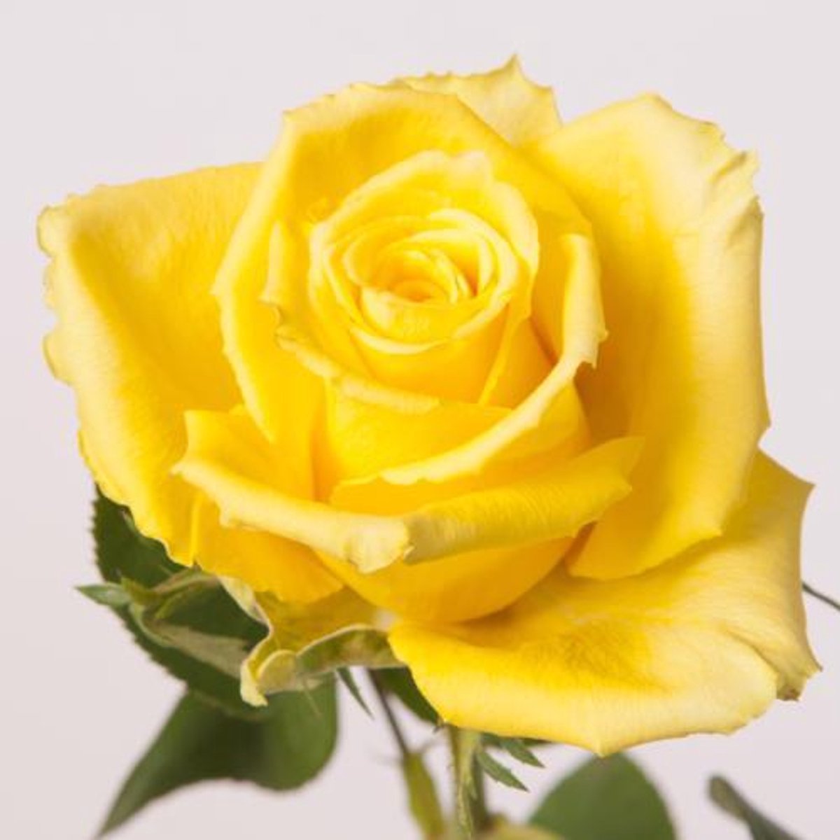 10x Rosa good times 70cm