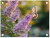 Vlinder - Bloemen, Paars