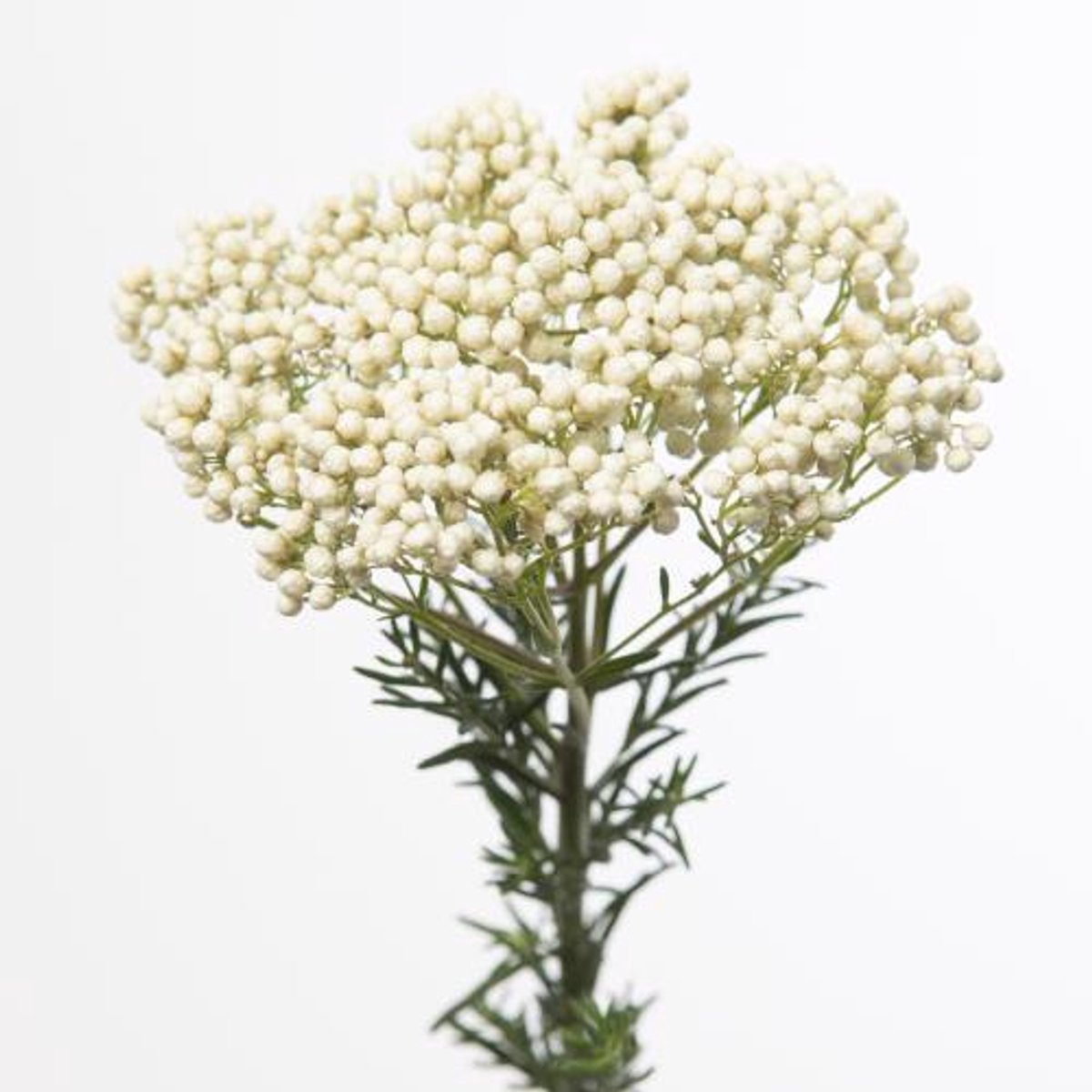 10x Ozothamnus victoria white 60cm