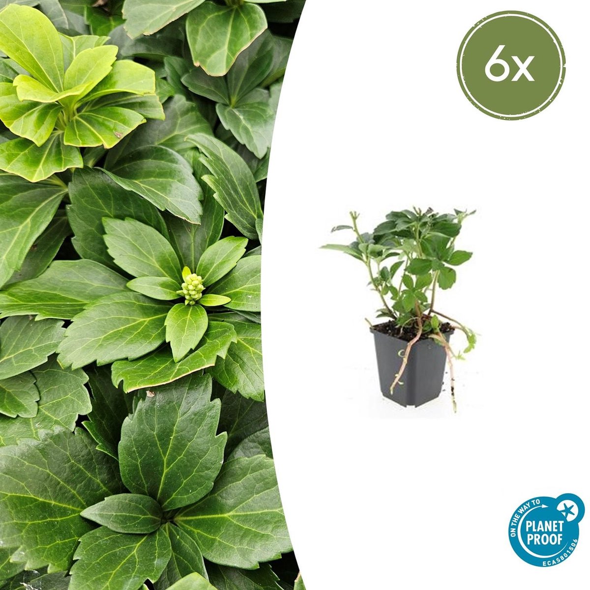 Tuinplantenshop.com | Pachysandra terminalis | 6 stuks - Ø9cm - 10-25cm hoog - Tuinplant