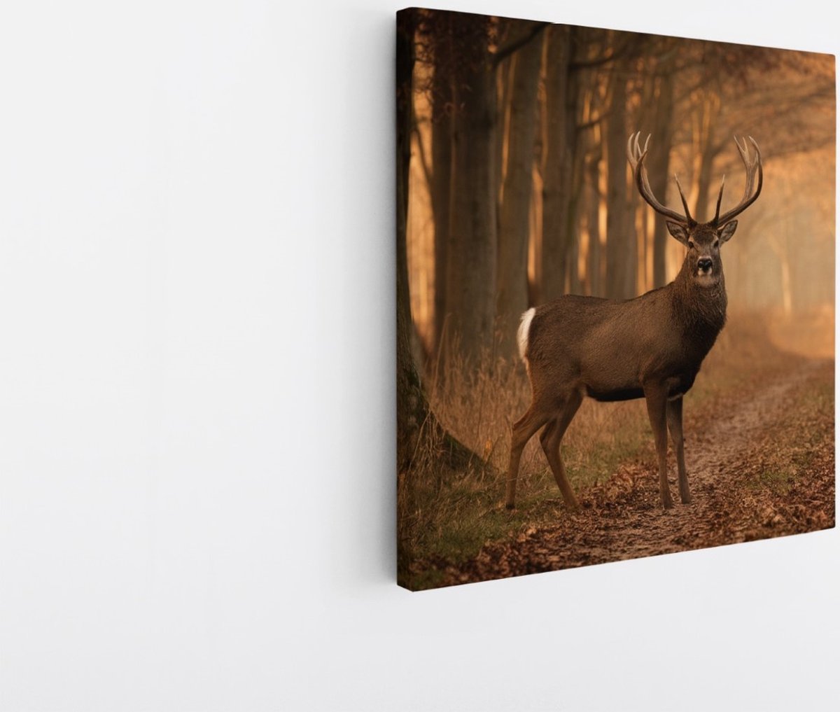 Saammp Canvas Schilderij - Hert bij een bospad - Natuur - Dieren - 40x40 - Foto op canvas - Wanddecoratie - Muurdecoratie Woonkamer - Slaapkamer decoratie - Canvas Print Multicolor