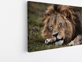 Saammp Canvas Schilderij - Slapende Leeuw - Dieren - Natuur - 90x60 - Foto op canvas - Wanddecoratie - Muurdecoratie Woonkamer - Slaapkamer decoratie - Canvas Print