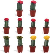 DutchLeafs Gymnocalycium Mix Geënt Mini Cactussen - 10 Stuks - Kwekerspot 5,5 cm - Hoogte 8-15 cm - Mini Plantjes - Cactus Plant - Kamerplanten