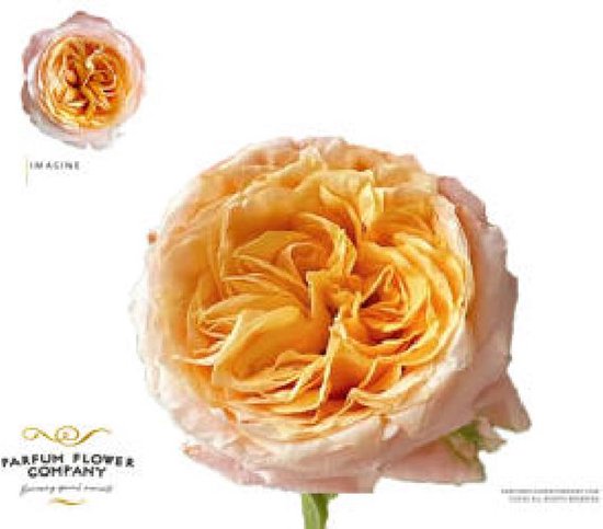 Imagine 50 Roses 24x Rosa imagine+ 50cm | bol