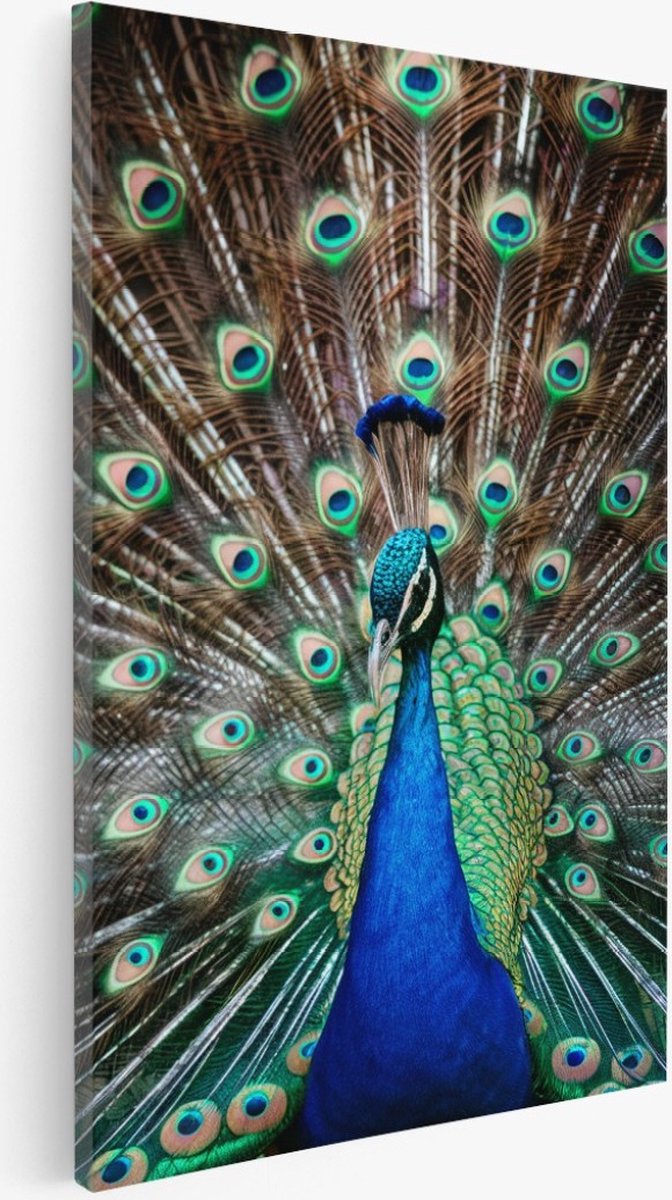 Saammp Canvas Schilderij - Pauw - Natuur - Dieren - 40x60 - Foto op canvas - Wanddecoratie - Muurdecoratie Woonkamer - Slaapkamer decoratie - Canvas Print Multicolor