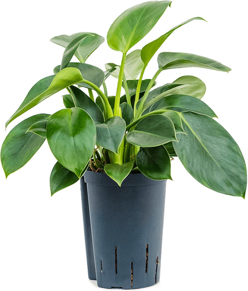Hydroplant Philodendron Green Princess