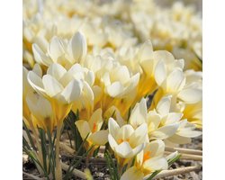 Krokus chrysanthus Cream Beauty | 25 stuks | Geel | Crème